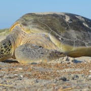 Learn About Sea Turtles With A Real NPS Ranger - Cape Hatteras Motel