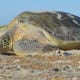 Learn About Sea Turtles With A Real NPS Ranger - Cape Hatteras Motel
